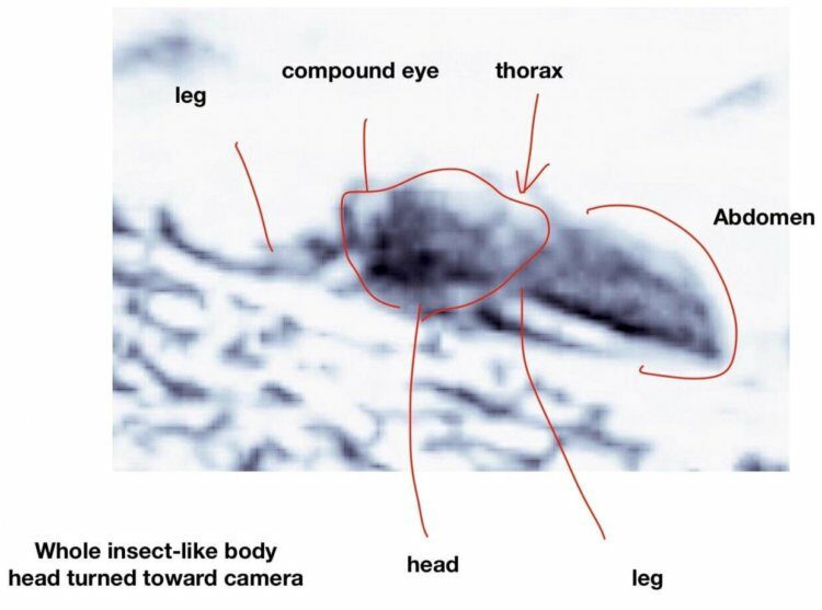 Американский ученый заявляет, что на Марсе есть насекомые